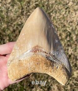 Indonesia Megalodon Tooth Fossil HUGE 5.25 Sharks Tooth QUALITY Rare