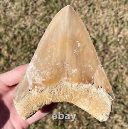 Indonesia Megalodon Tooth Fossil HUGE 5.25 Sharks Tooth QUALITY Rare