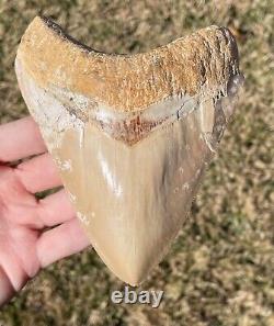 Indonesia Megalodon Tooth Fossil HUGE 5.25 Sharks Tooth QUALITY Rare
