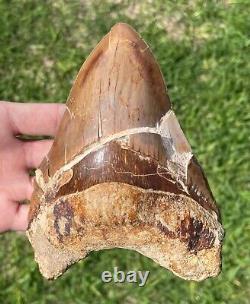 Indonesia Megalodon Tooth Fossil HUGE 5.75 Shark Indonesian Meg