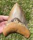 Indonesia Megalodon Tooth Fossil Huge 5.75 Sharks Tooth Indonesian