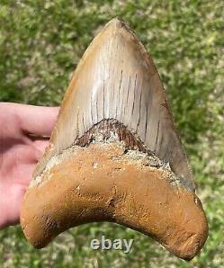 Indonesia Megalodon Tooth Fossil HUGE 5.75 Sharks Tooth Indonesian