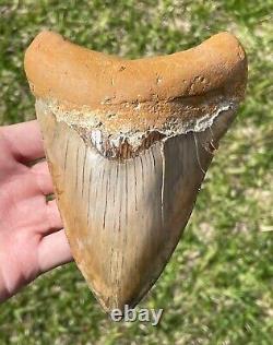 Indonesia Megalodon Tooth Fossil HUGE 5.75 Sharks Tooth Indonesian