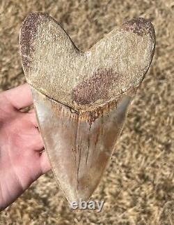 Indonesia Megalodon Tooth Fossil HUGE 5.8 Sharks Tooth Indonesian Rare