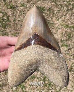 Indonesia Megalodon Tooth Fossil HUGE 7.05 Sharks Tooth Indonesian