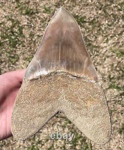 Indonesia Megalodon Tooth Fossil HUGE 7.05 Sharks Tooth Indonesian