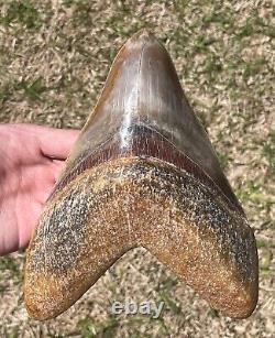 Indonesia Megalodon Tooth Fossil HUGE 7.6 Sharks Tooth Indonesian