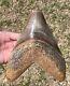 Indonesia Megalodon Tooth Fossil Huge 7.6 Sharks Tooth Indonesian