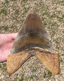 Indonesia Megalodon Tooth Fossil HUGE 7.6 Sharks Tooth Indonesian