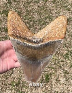 Indonesia Megalodon Tooth Fossil HUGE 7.6 Sharks Tooth Indonesian
