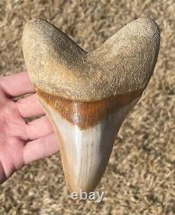 Indonesia Megalodon Tooth Fossil HUGE ALMOST 6 INCH Sharks Tooth Indonesian Rare
