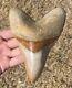 Indonesia Megalodon Tooth Fossil Huge Almost 6 Inch Sharks Tooth Indonesian Rare