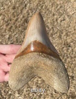 Indonesia Megalodon Tooth Fossil HUGE ALMOST 6 INCH Sharks Tooth Indonesian Rare