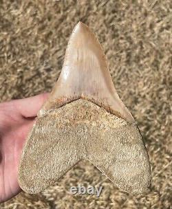 Indonesia Megalodon Tooth Fossil HUGE ALMOST 6 INCH Sharks Tooth Indonesian Rare