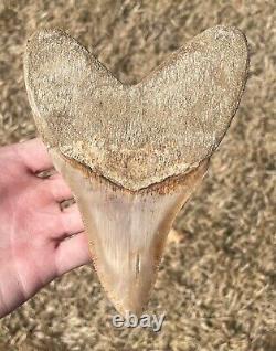 Indonesia Megalodon Tooth Fossil HUGE ALMOST 6 INCH Sharks Tooth Indonesian Rare