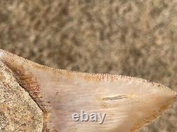 Indonesia Megalodon Tooth Fossil HUGE ALMOST 6 INCH Sharks Tooth Indonesian Rare