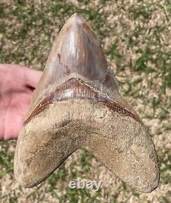 Indonesia Megalodon Tooth Fossil HUGE ALMOST 7 INCH Sharks Tooth Indonesian