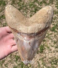 Indonesia Megalodon Tooth Fossil HUGE ALMOST 7 INCH Sharks Tooth Indonesian