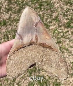 Indonesia Megalodon Tooth Fossil HUGE ALMOST 7 INCH Sharks Tooth Indonesian