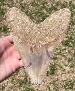 Indonesia Megalodon Tooth Fossil HUGE ALMOST 7 INCH Sharks Tooth Indonesian