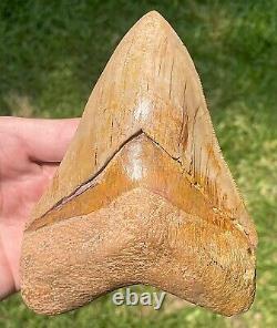 Indonesia Megalodon Tooth Fossil ORANGE 5.55 Sharks Tooth MUSEUM QUALITY Rare