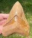 Indonesia Megalodon Tooth Fossil Orange 5.55 Sharks Tooth Museum Quality Rare