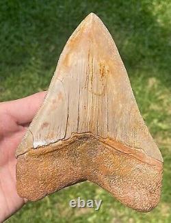 Indonesia Megalodon Tooth Fossil ORANGE 5.55 Sharks Tooth MUSEUM QUALITY Rare