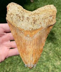 Indonesia Megalodon Tooth Fossil ORANGE 5.5 Sharks Tooth QUALITY Rare