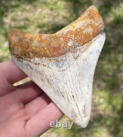 Indonesia Megalodon Tooth Fossil RARE 4 1/16 Sharks Tooth QUALITY Shark