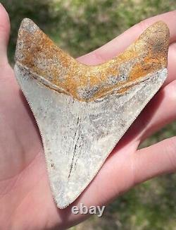Indonesia Megalodon Tooth Fossil RARE 4 1/16 Sharks Tooth QUALITY Shark