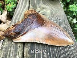 Indonesian MEGALODON Fossil Shark Teeth, Huge 5 7/16, awesome REAL tooth