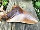 Indonesian Megalodon Fossil Shark Teeth, Huge 5 7/16, Awesome Real Tooth