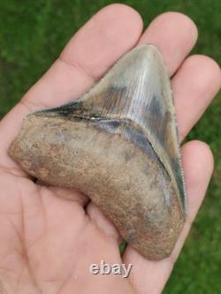 Indonesian Megalodon Shark Tooth