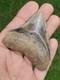 Indonesian Megalodon Shark Tooth