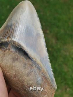 Indonesian Megalodon Shark Tooth