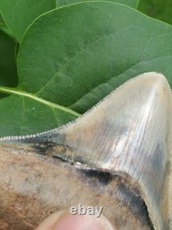 Indonesian Megalodon Shark Tooth