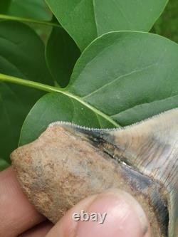 Indonesian Megalodon Shark Tooth