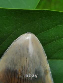 Indonesian Megalodon Shark Tooth