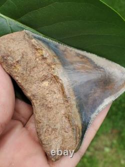 Indonesian Megalodon Shark Tooth