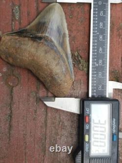 Indonesian Megalodon Shark Tooth