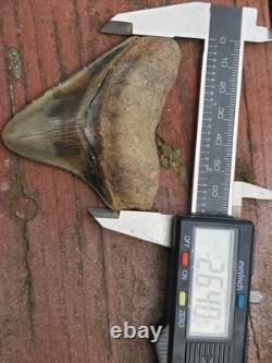 Indonesian Megalodon Shark Tooth