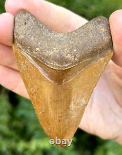 Indonesian Megalodon Shark Tooth 3.27 Fossil Authentic NOT RESTORED (INDO-162)