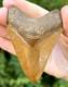 Indonesian Megalodon Shark Tooth 3.27 Fossil Authentic Not Restored (indo-162)