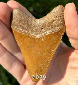 Indonesian Megalodon Shark Tooth 3.27 Fossil Authentic NOT RESTORED (INDO-162)