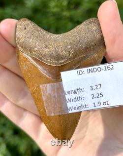 Indonesian Megalodon Shark Tooth 3.27 Fossil Authentic NOT RESTORED (INDO-162)