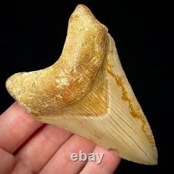 Indonesian Megalodon Shark Tooth 3.43 Real Unrestored Shark Teeth Fossils