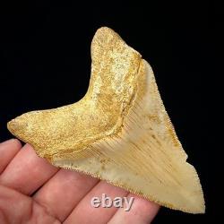 Indonesian Megalodon Shark Tooth 3.43 Real Unrestored Shark Teeth Fossils