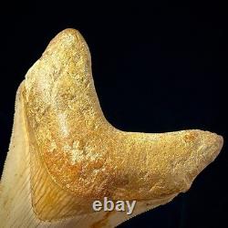 Indonesian Megalodon Shark Tooth 3.43 Real Unrestored Shark Teeth Fossils