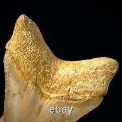 Indonesian Megalodon Shark Tooth 3.43 Real Unrestored Shark Teeth Fossils
