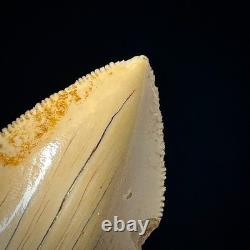 Indonesian Megalodon Shark Tooth 3.43 Real Unrestored Shark Teeth Fossils